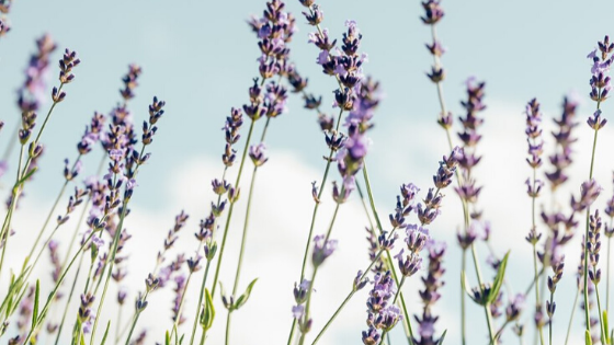 Featured - Summer