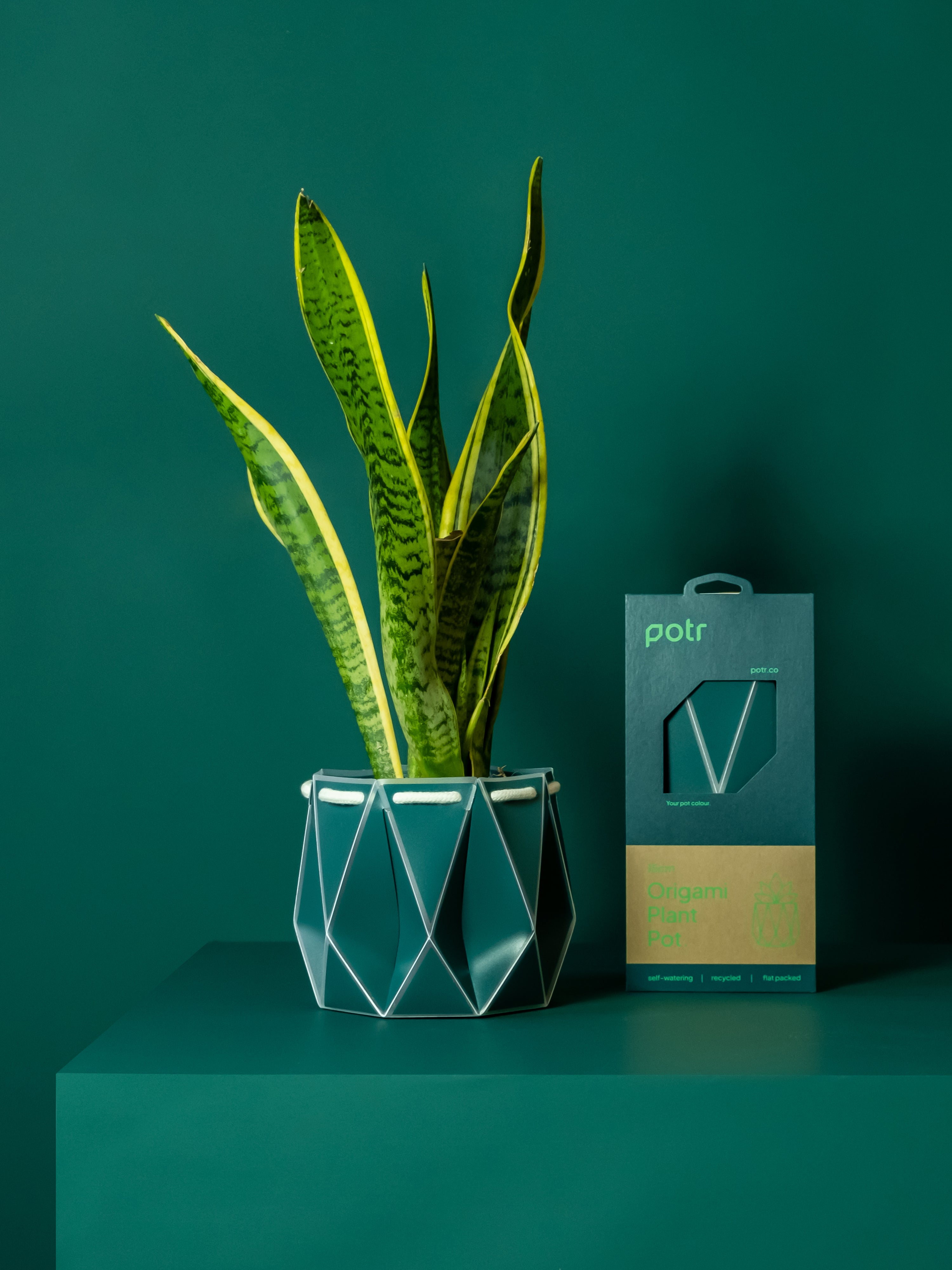 Potr, Pine Green Pot