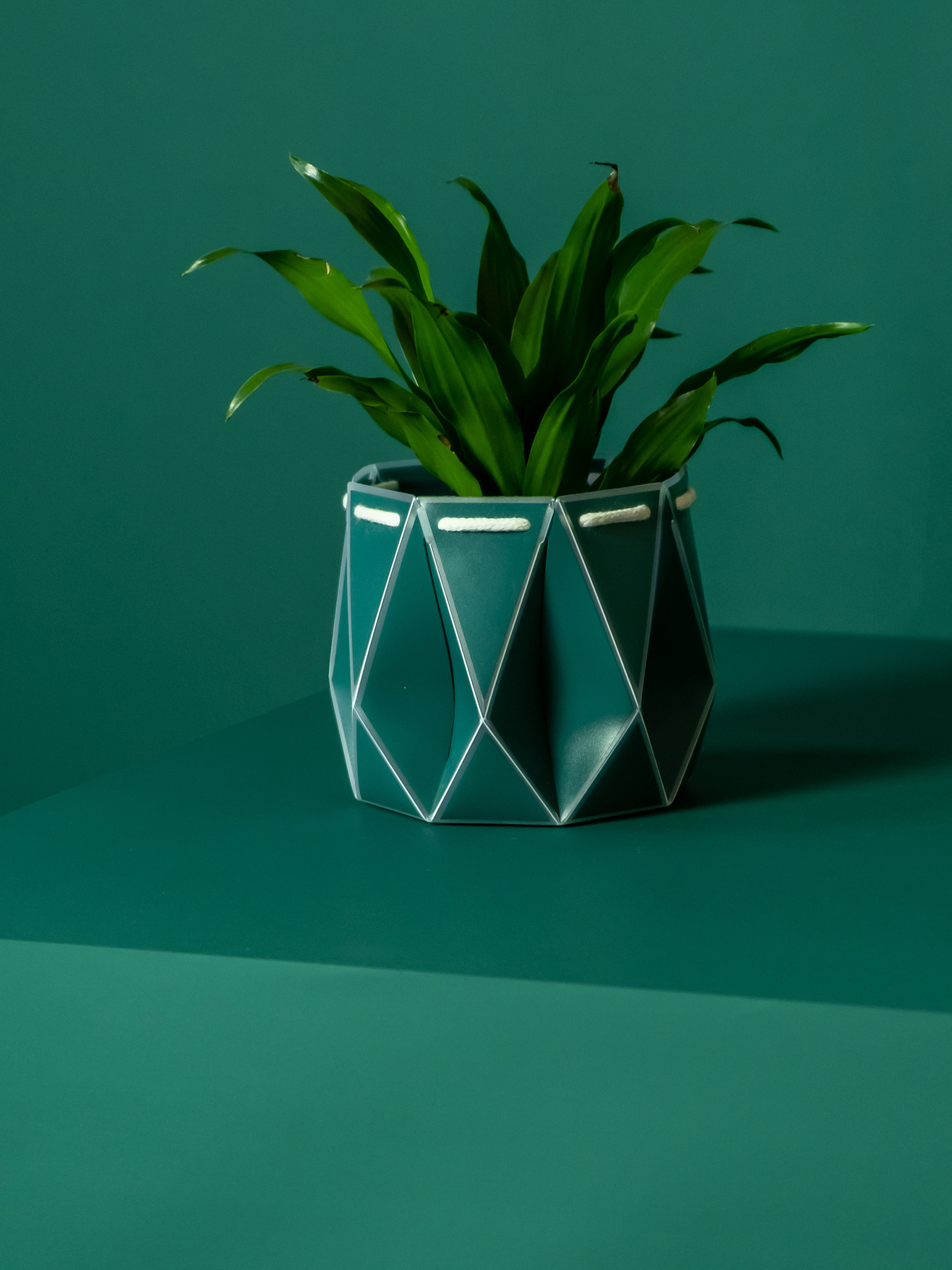 Potr, Pine Green Pot (11cm)