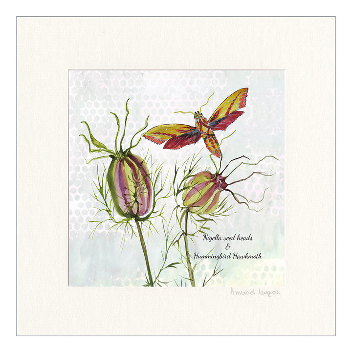 Annabel Langrish, Nigella Seedheads & Hummingbird