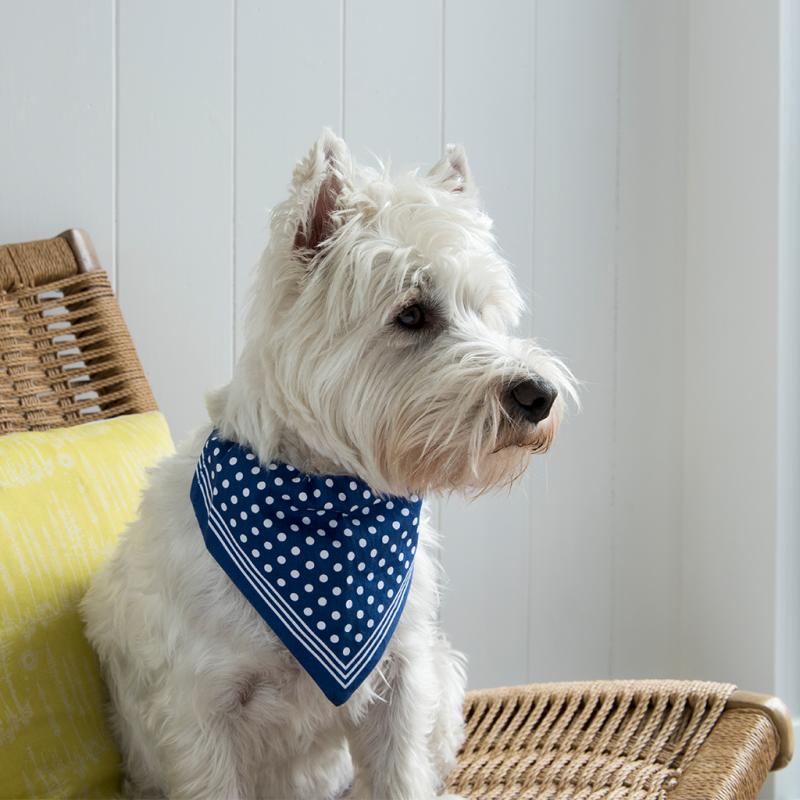 large-blue-polka-dot-dog-bandana-27385-lifestyle